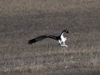 Osprey 蒲生干潟(仙台市) Sat, 12/23/2023