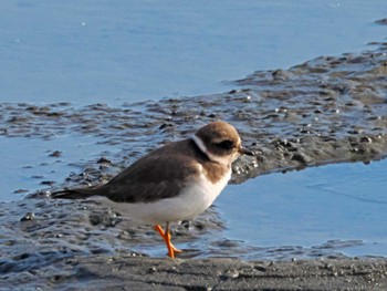 Common Ringed Plover 蒲生干潟(仙台市) Sat, 12/23/2023