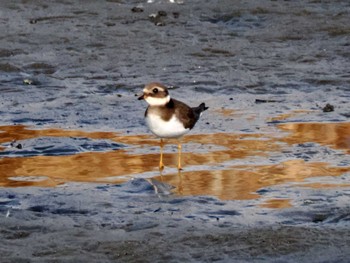 Common Ringed Plover 蒲生干潟(仙台市) Sat, 12/23/2023