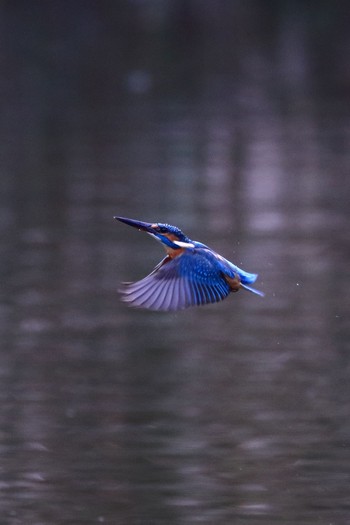 Common Kingfisher 埼玉県 Sat, 10/20/2018