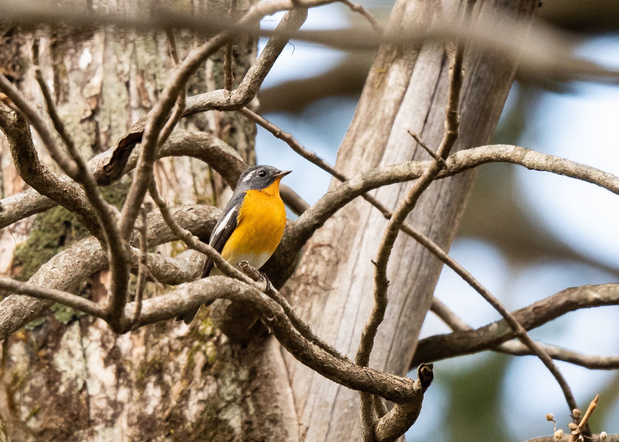 Photo of Mugimaki Flycatcher at Togakushi Forest Botanical Garden by しゃちく(週末のすがた)