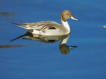 オナガガモ 平和の森公園、妙正寺川 2023年12月23日(土)