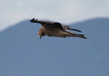 Black Kite 潮岬 Sat, 12/16/2023