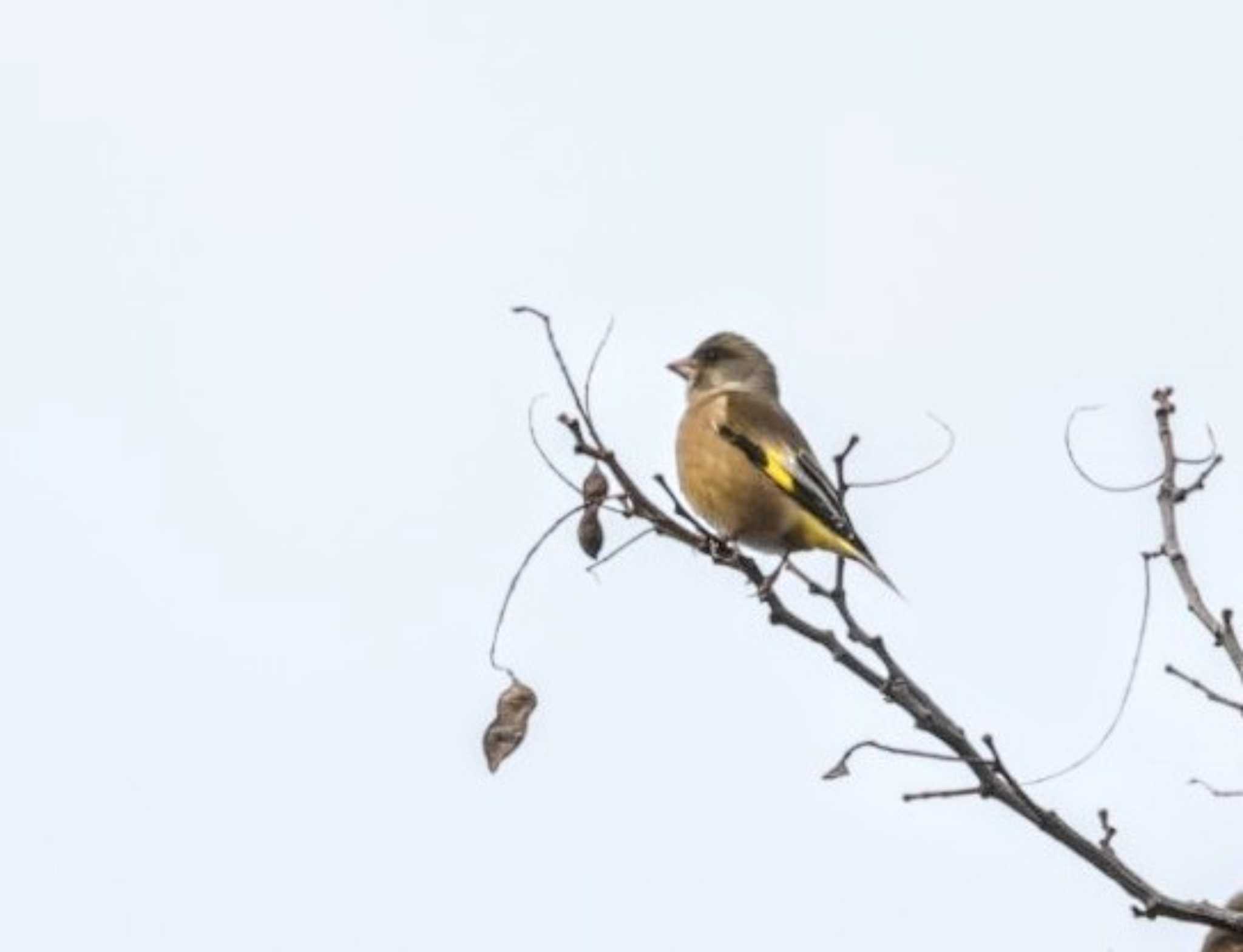 Grey-capped Greenfinch