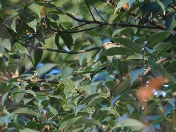 Yellow-browed Warbler 東京都 Sat, 12/23/2023