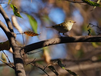 Yellow-browed Warbler 東京都 Sat, 12/23/2023