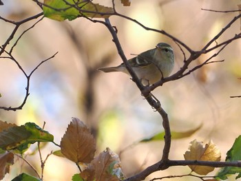 Yellow-browed Warbler 東京都 Sat, 12/23/2023