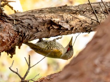 Japanese Green Woodpecker 六甲山 Sun, 12/3/2023