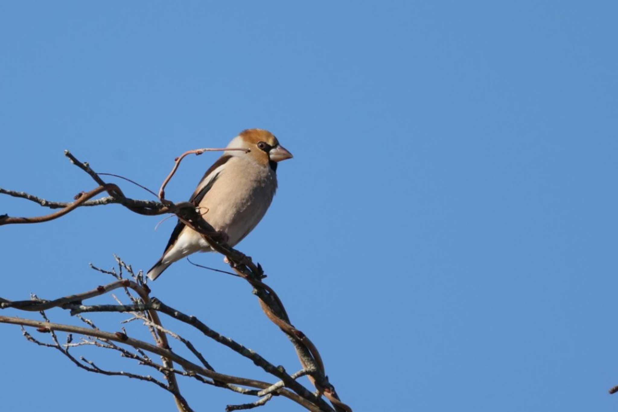 Photo of Hawfinch at 山梨県森林公園金川の森(山梨県笛吹市) by カルル