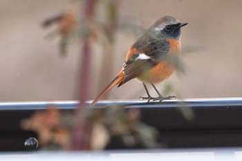 2023年12月23日(土) 長浜公園の野鳥観察記録