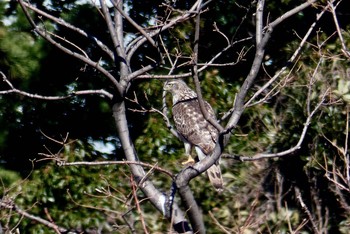 Eurasian Goshawk Tokyo Port Wild Bird Park Sun, 1/14/2018