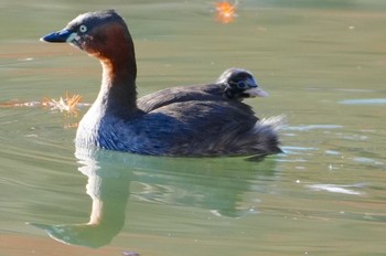 カイツブリ 千里南公園 2023年12月23日(土)