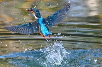 カワセミ 千里南公園 2023年12月23日(土)