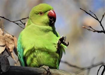 Indian Rose-necked Parakeet Hikarigaoka Park Sat, 12/23/2023