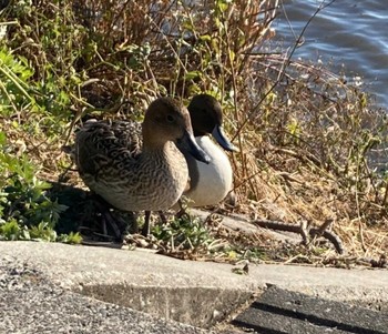 Northern Pintail 磐田大池 Sat, 12/23/2023