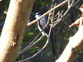 2023年12月23日(土) 水元公園の野鳥観察記録