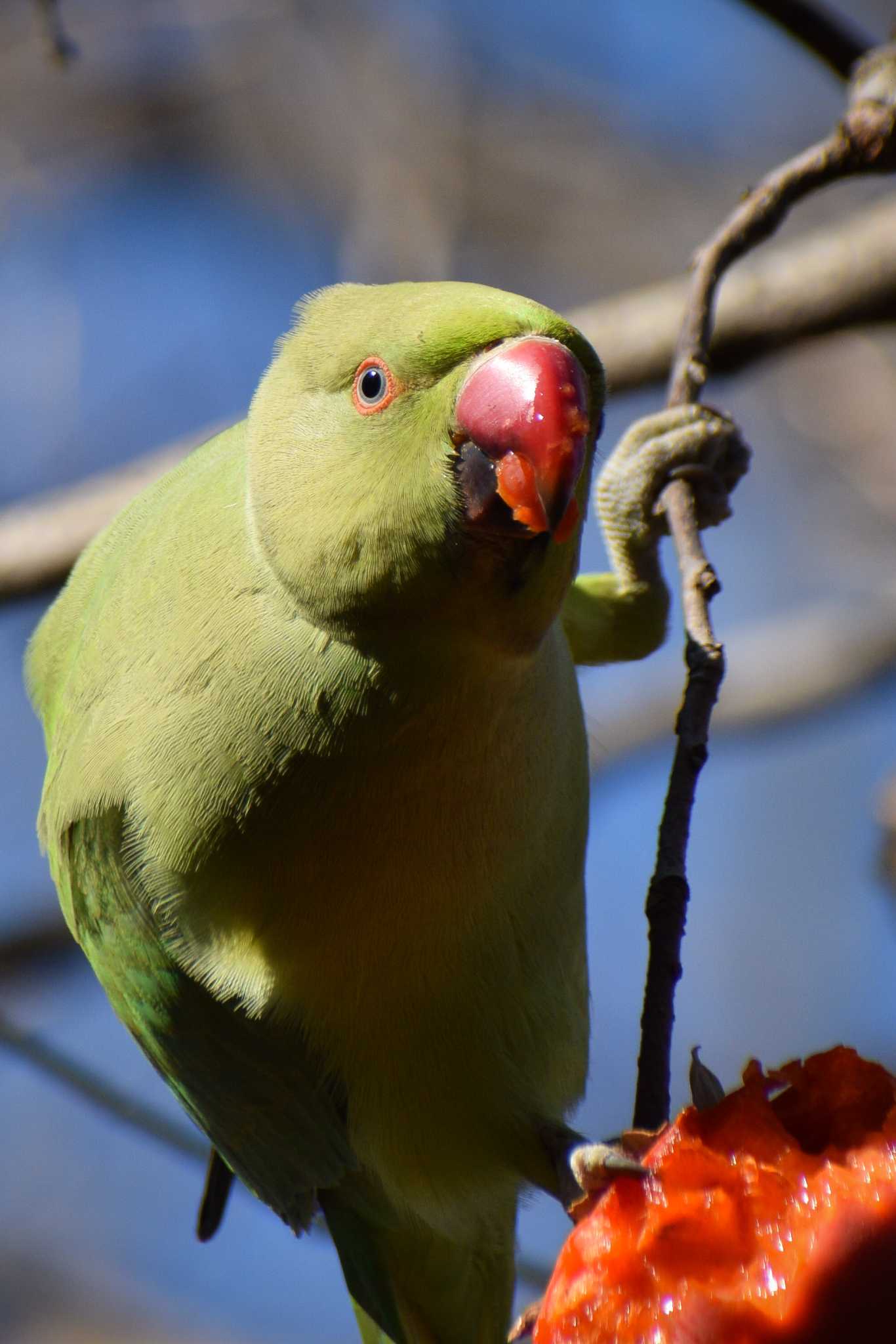 Indian Rose-necked Parakeet