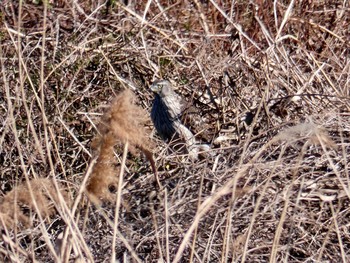 オオタカ 東京港野鳥公園 2018年1月14日(日)