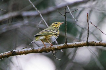 Olive-backed Pipit 厚木七沢森林公園 Sat, 12/9/2023