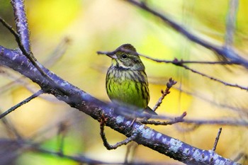 Masked Bunting 厚木七沢森林公園 Sat, 12/9/2023