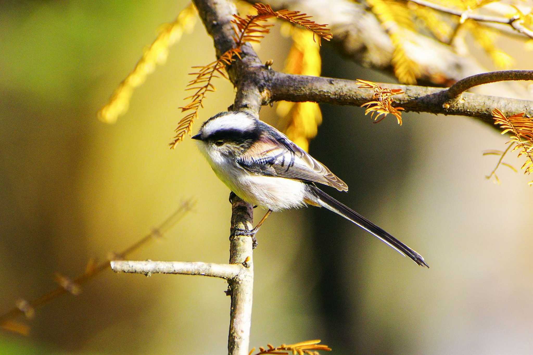 Photo of Long-tailed Tit at 厚木七沢森林公園 by BW11558