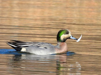 Northern Pintail x Eurasian Wigeon