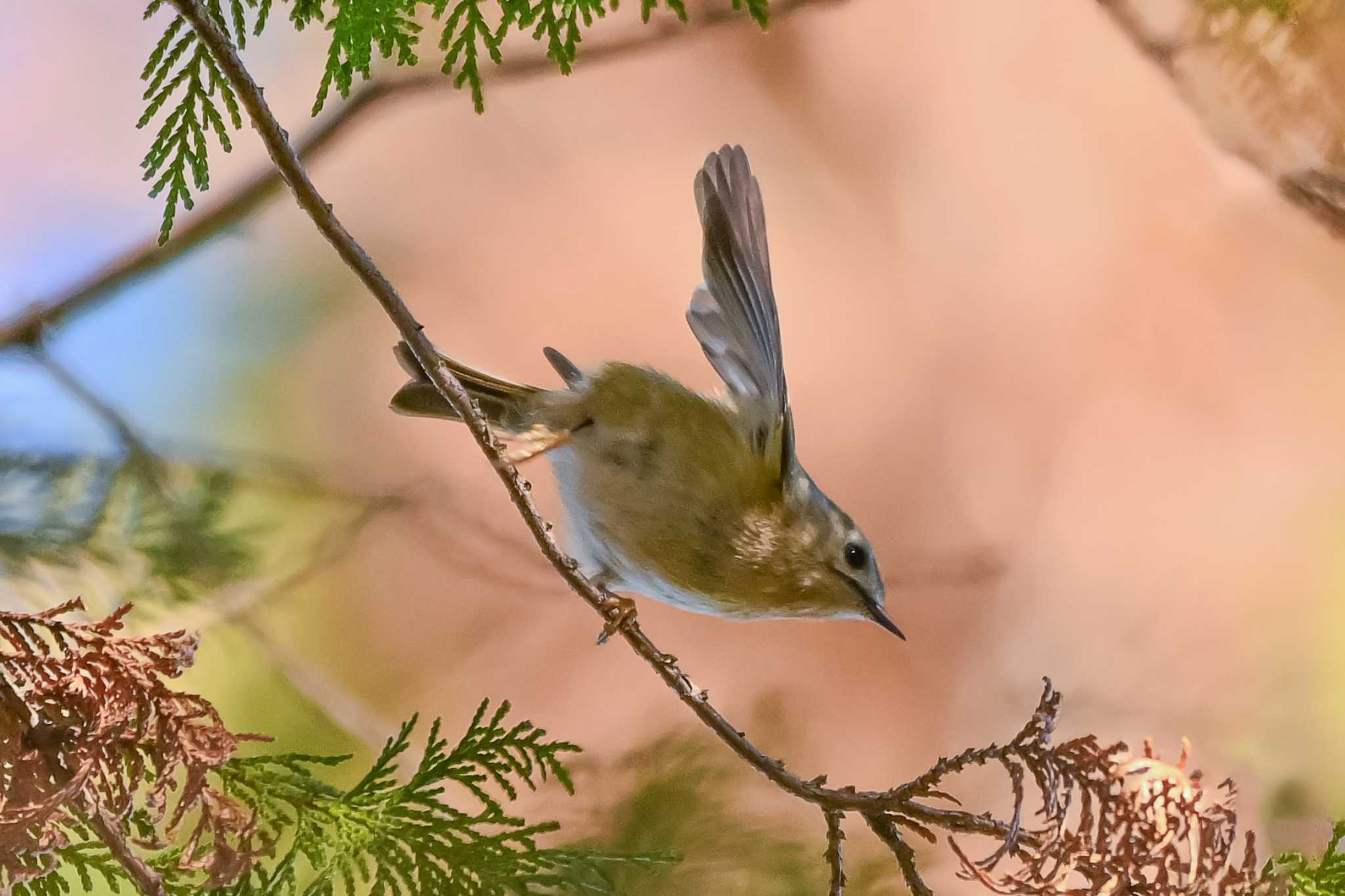 秋ヶ瀬公園 キクイタダキの写真