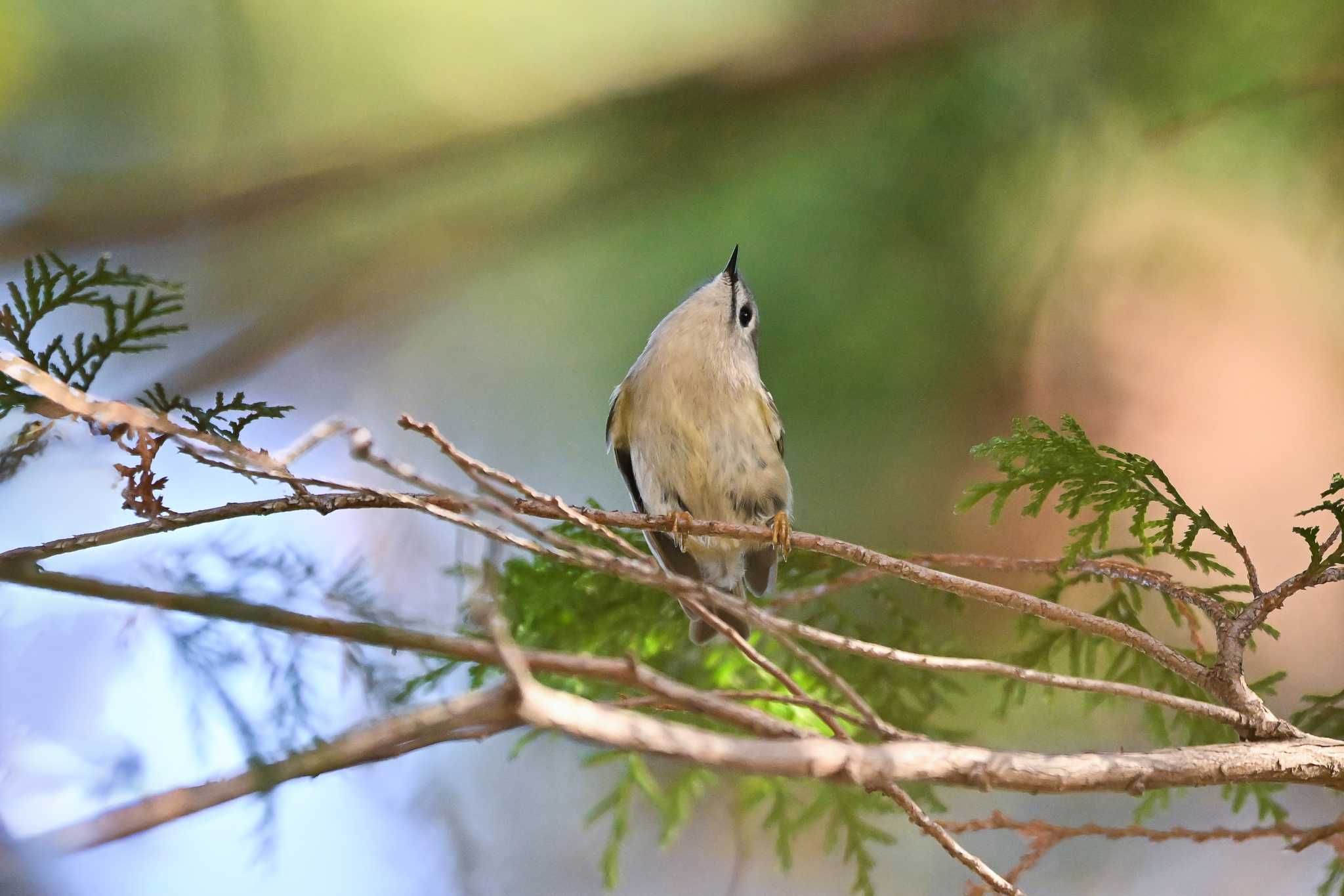 秋ヶ瀬公園 キクイタダキの写真