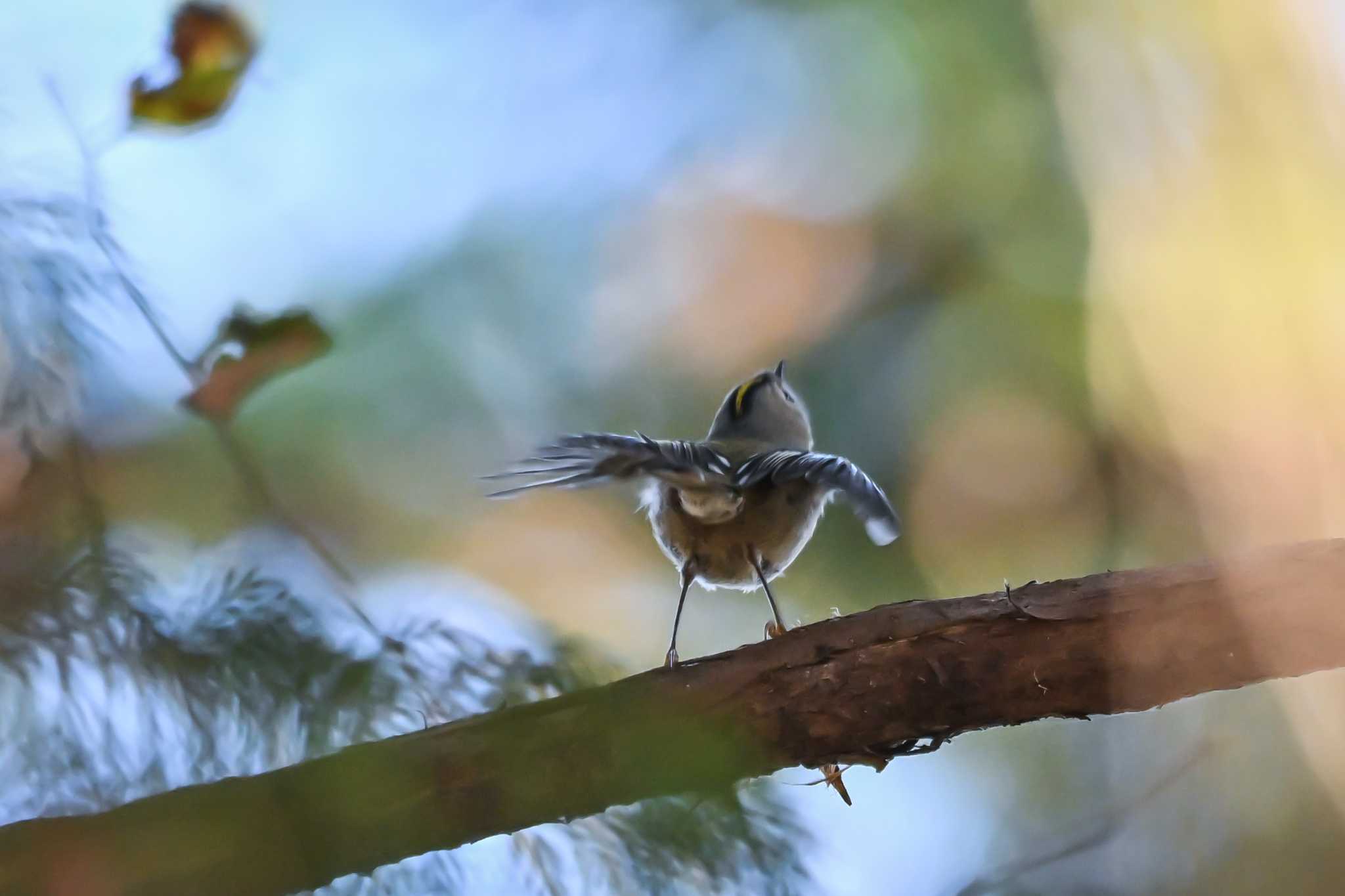 秋ヶ瀬公園 キクイタダキの写真