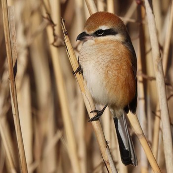 Bull-headed Shrike 河口湖北岸(大石公園) Fri, 12/22/2023