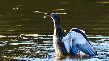 Mallard 鶴ヶ池 Wed, 12/13/2023