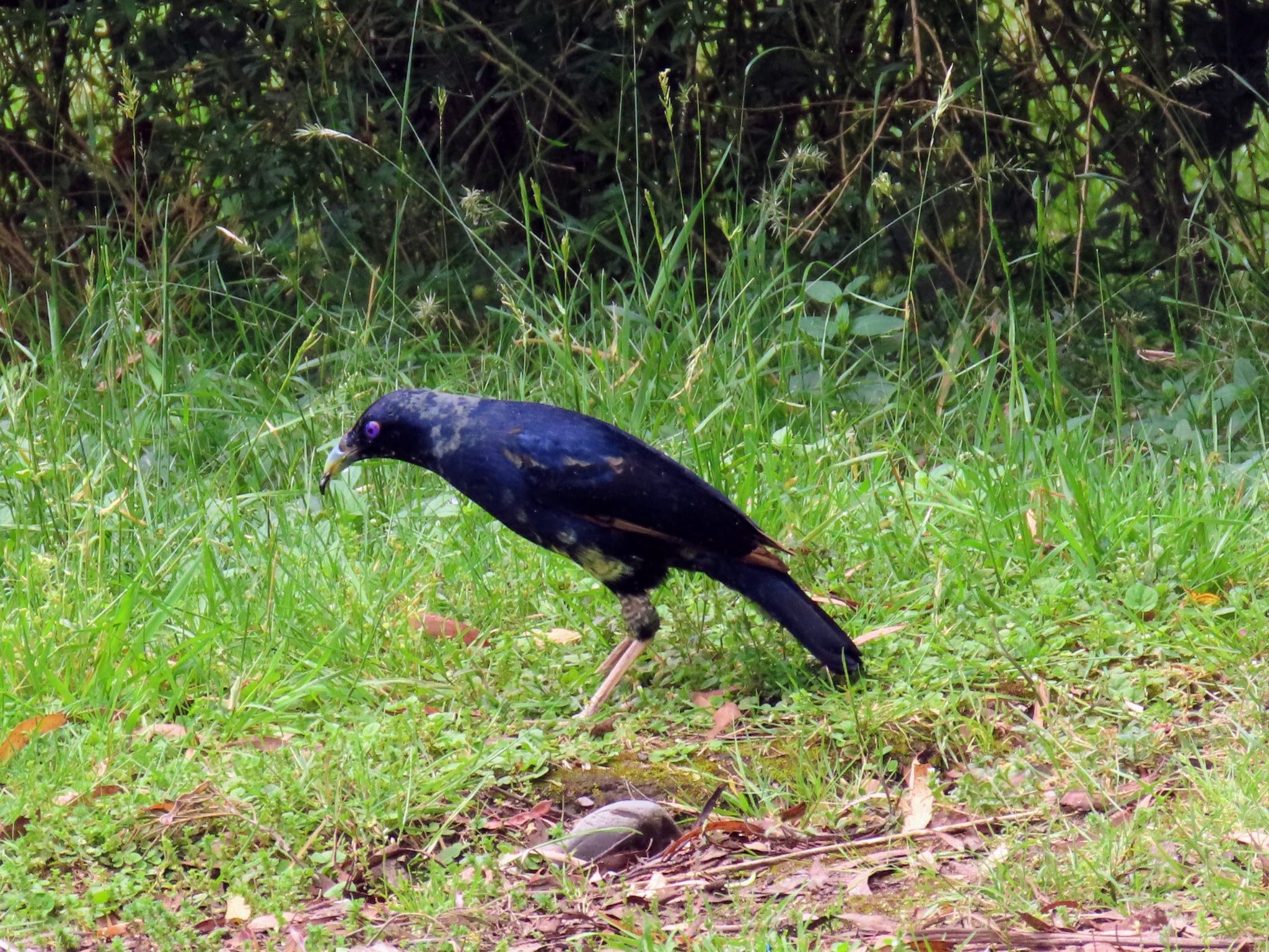 ほぼ成鳥