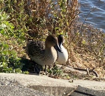 Northern Pintail 磐田大池 Sat, 12/23/2023