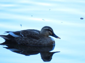 Eastern Spot-billed Duck Hattori Ryokuchi Park Sat, 12/23/2023