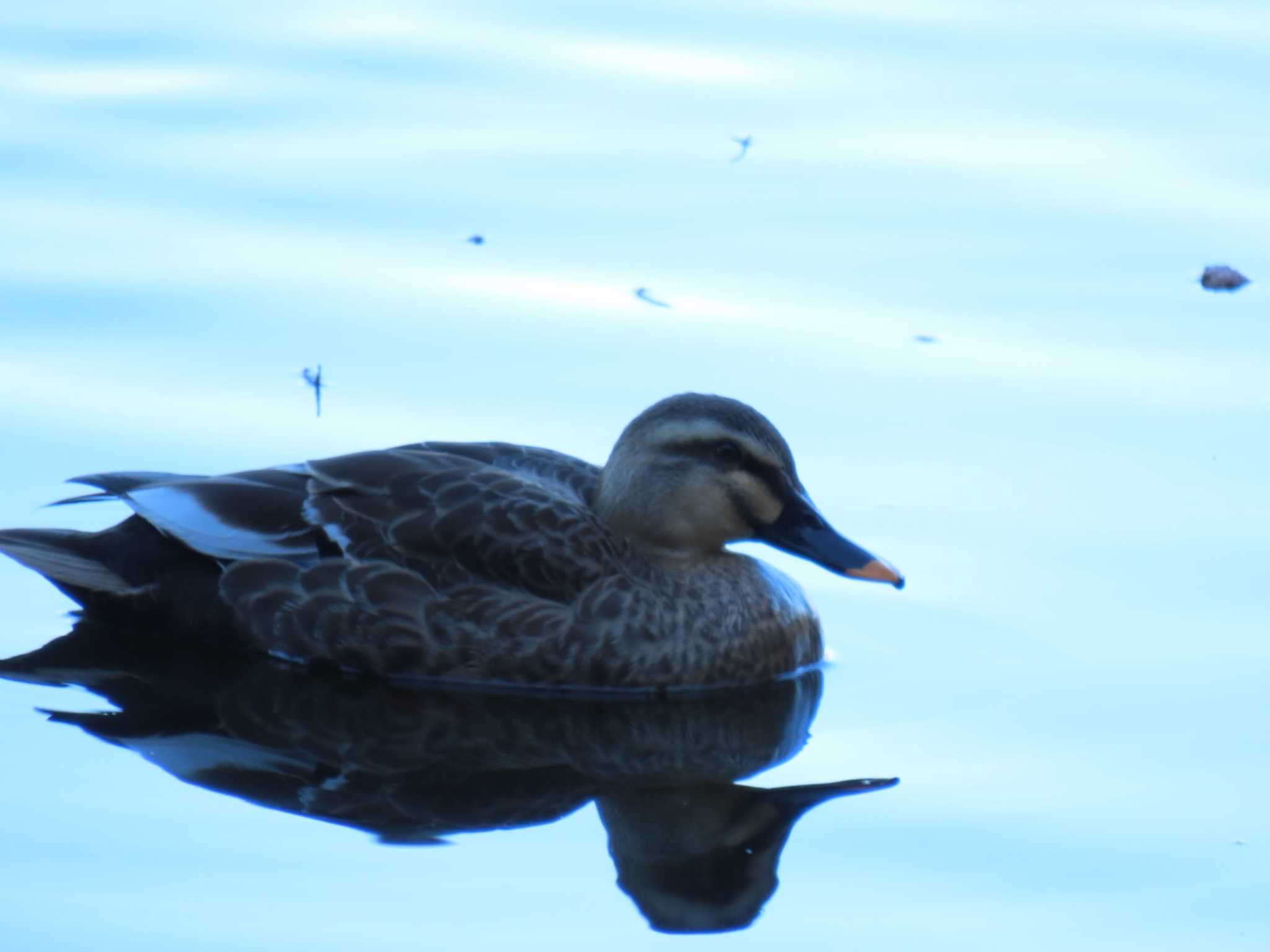 Eastern Spot-billed Duck