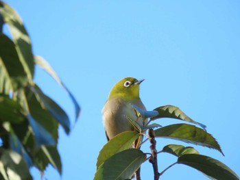 Warbling White-eye Hattori Ryokuchi Park Sat, 12/23/2023