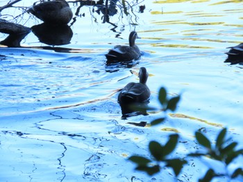 Eastern Spot-billed Duck Hattori Ryokuchi Park Sat, 12/23/2023