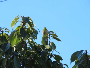 Warbling White-eye Hattori Ryokuchi Park Sat, 12/23/2023