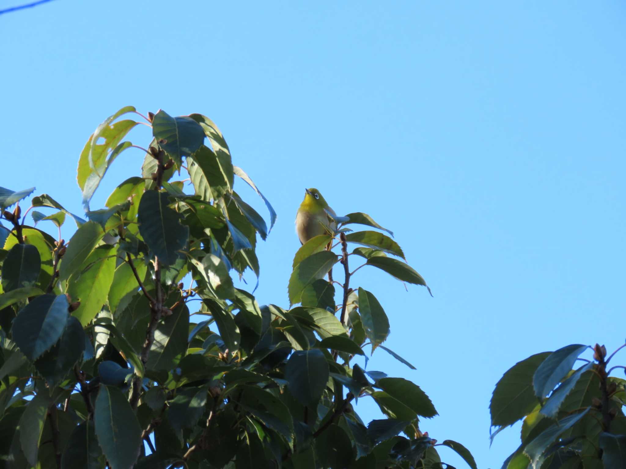 Warbling White-eye