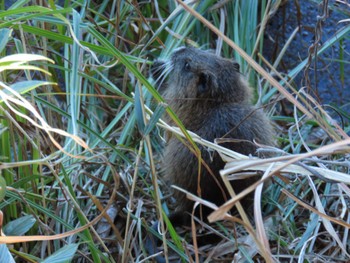 Unknown Species Hattori Ryokuchi Park Sat, 12/23/2023