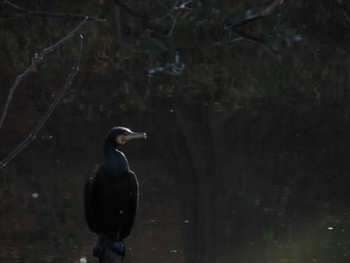 Great Cormorant Hattori Ryokuchi Park Sat, 12/23/2023
