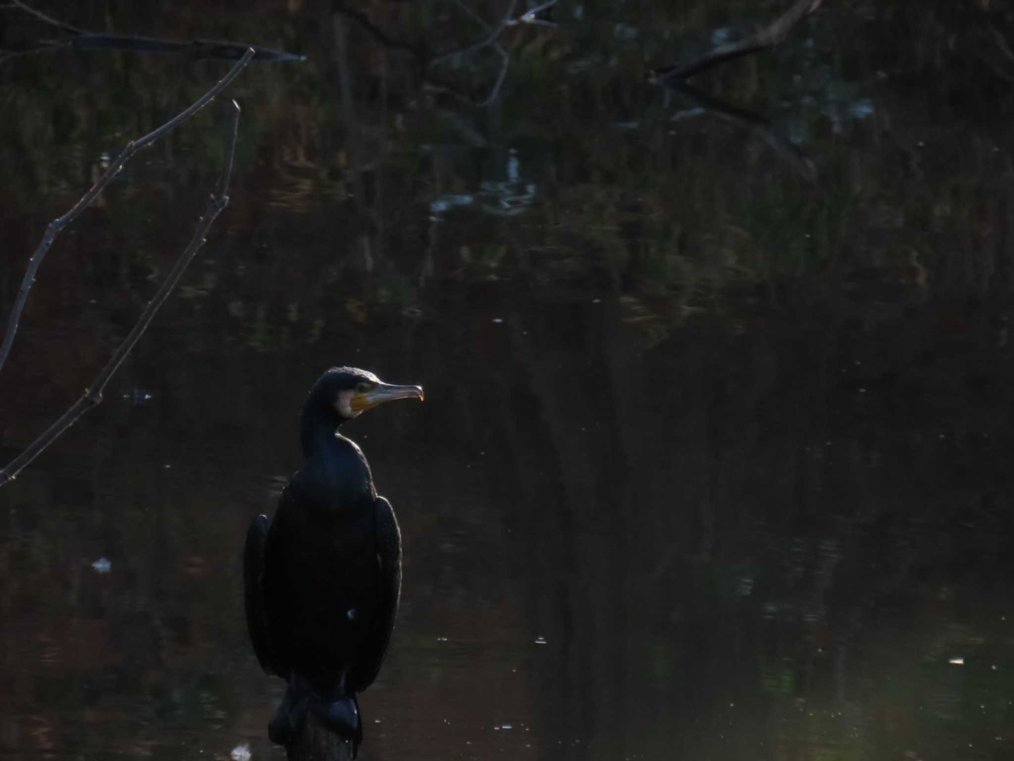 Great Cormorant