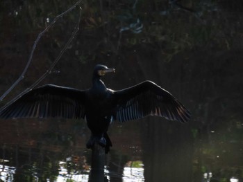 Great Cormorant Hattori Ryokuchi Park Sat, 12/23/2023