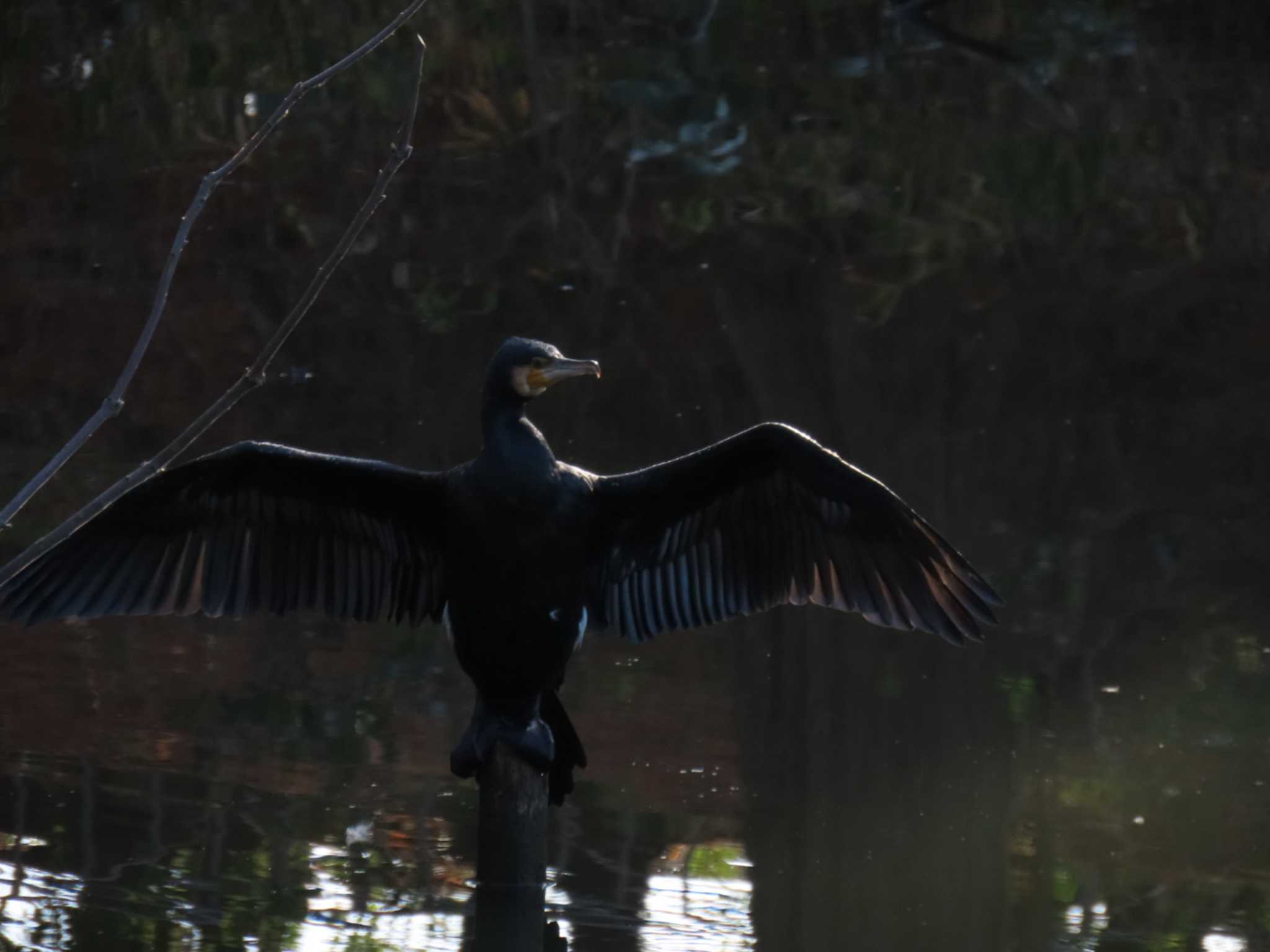 Great Cormorant