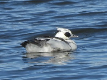 Sat, 12/23/2023 Birding report at Watarase Yusuichi (Wetland)