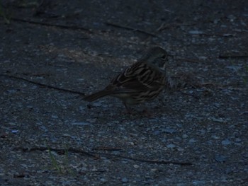 Masked Bunting Hattori Ryokuchi Park Sat, 12/23/2023