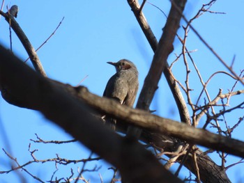 Brown-eared Bulbul Hattori Ryokuchi Park Sat, 12/23/2023