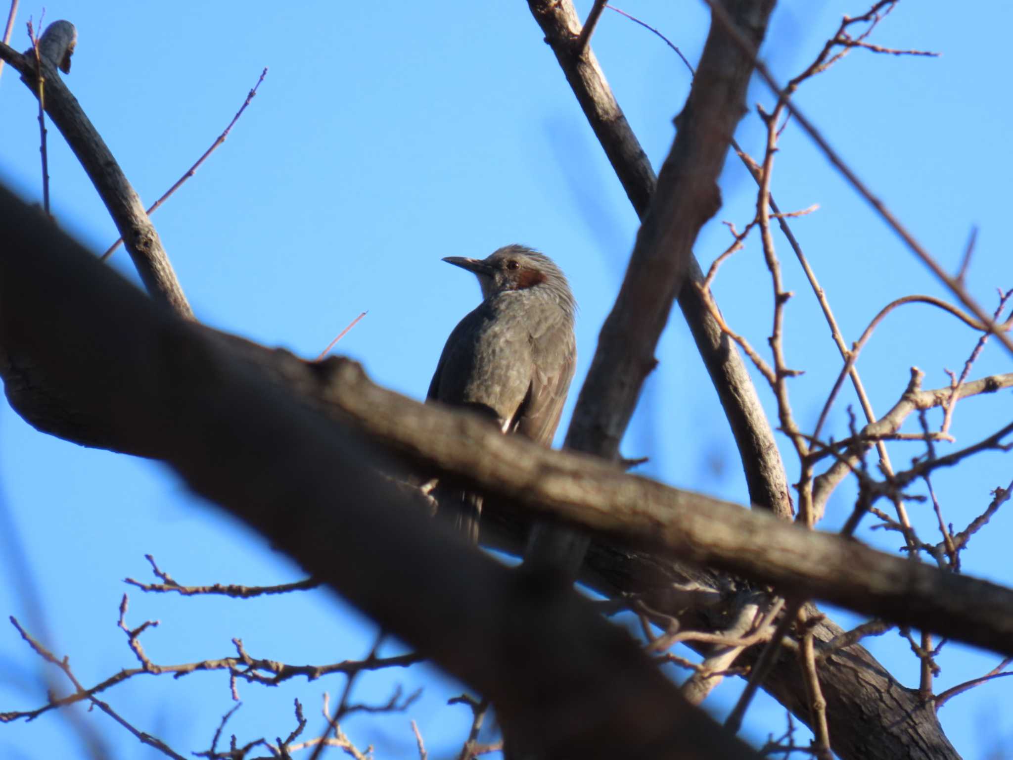 Brown-eared Bulbul