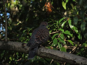 Oriental Turtle Dove Hattori Ryokuchi Park Sat, 12/23/2023