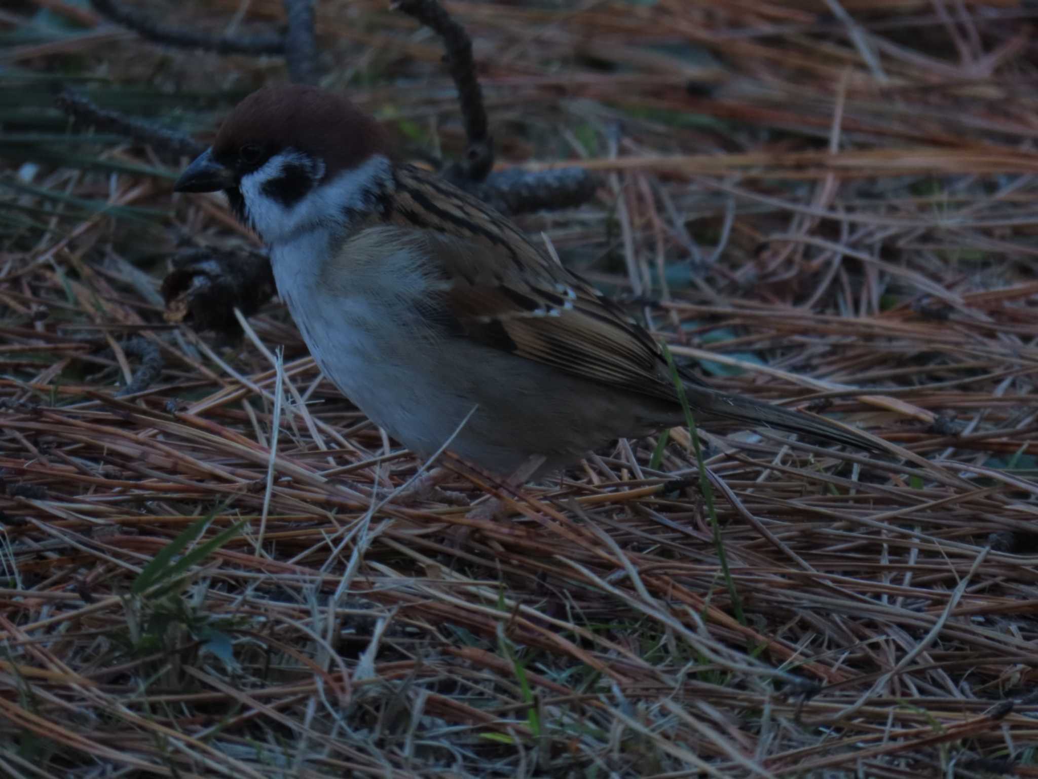 Eurasian Tree Sparrow